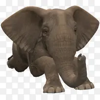 大象 非洲大象 亚洲大象