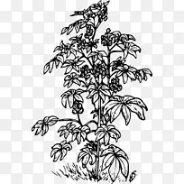 蓖麻 豆类 绘画