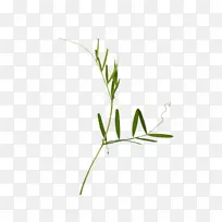 树枝 植物茎 草