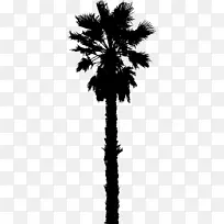 加利福尼亚棕榈树 棕榈树 加利福尼亚州