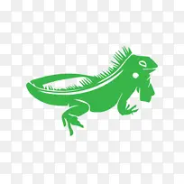 变色龙 爬行动物 绿色鬣蜥