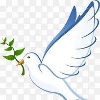鸽子和鸽子 橄榄枝 和平符号