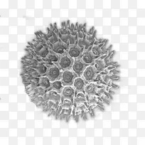 花粉 显微镜 普通牵牛花