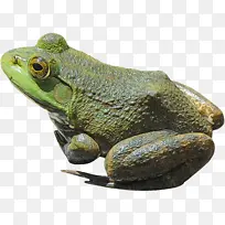 美国牛蛙 青蛙 爬行动物