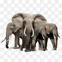 印度象 大象 非洲象