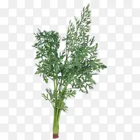 莳萝 草本植物 欧芹