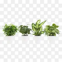 矮化伞形树 室内植物 哭泣无花果