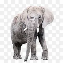大象 非洲丛林象 印度象