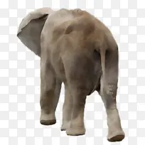 非洲丛林象 大象 非洲森林象
