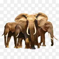 大象 非洲丛林大象 非洲森林大象