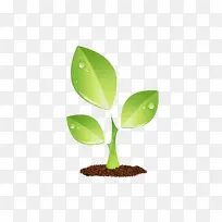 植物 幼苗 苗圃