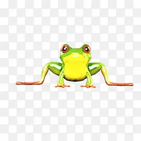 真正的青蛙 树蛙 青蛙