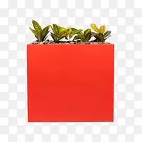 植物 佩特拉 长方形