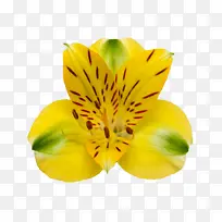 印加百合花黄色秘鲁百合花瓣植物