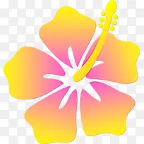 夏威夷卢奥 玫瑰葵 夏威夷木槿