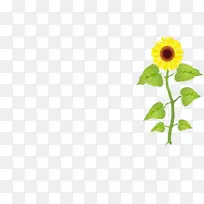向日葵种子 普通向日葵 绘图