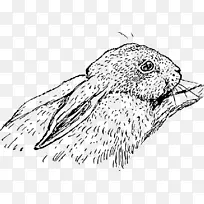 兔 荷兰兔 白兔