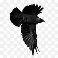 美国乌鸦 鸟 动物