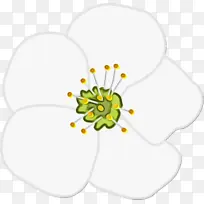 杏仁花 樱花 花朵