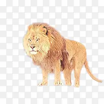 东非狮子 绘画 动物