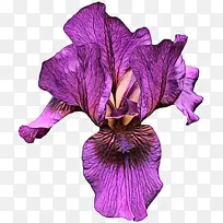 紫色 花 紫罗兰