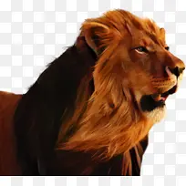 狮子 霍达哈菲兹 猫