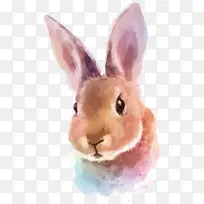 兔子 水彩画 绘画