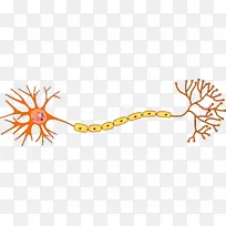 神经元 多极神经元 神经系统