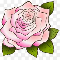 玫瑰 粉色 粉色花朵