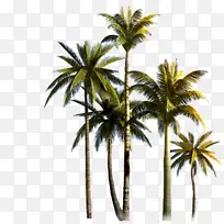 椰子 棕榈树 亚洲棕榈