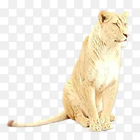 狮子 胡须 猫