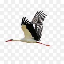 白鹳 鸟 喙