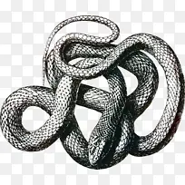 蛇 毒蛇 黑鼠蛇