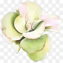 花 木兰 百合