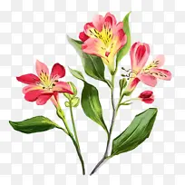 印加百合 切花 花卉设计