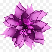 大丽花 切花 紫色