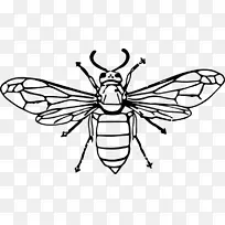 黄蜂 绘画 昆虫