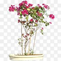 三角梅 灌木 植物