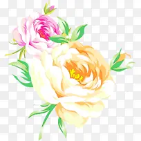 花园玫瑰 卷心菜玫瑰 花卉设计