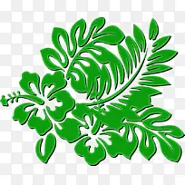 夏威夷芙蓉 素描 花卉