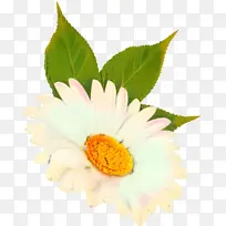 普通雏菊 牛眼雏菊 花朵