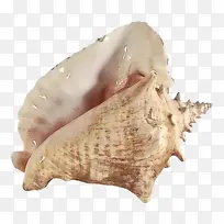 海螺学 海螺 下巴