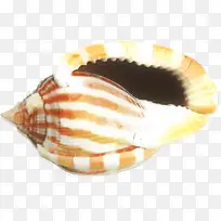海贝 海螺 蜗牛