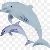 短喙普通海豚 白喙海豚 海豚