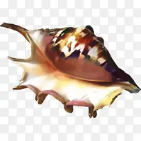 小号 贝壳 海螺