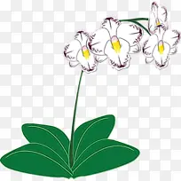 兰花 卡特兰 植物