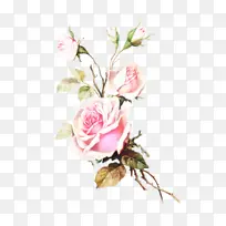 玫瑰 粉色 花卉设计