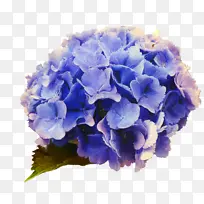 绣球花 蓝色 花朵