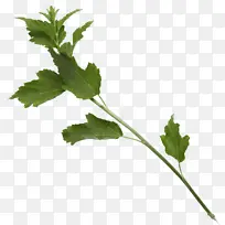 欧芹 芫荽 春菜
