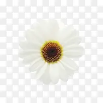 菊花 牛眼菊 特兰斯瓦尔菊
